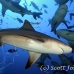 shark_bull_1d_srmr_beqa_h_0220_fij7382.jpg